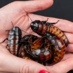how to care for madagascar hissing cockroaches