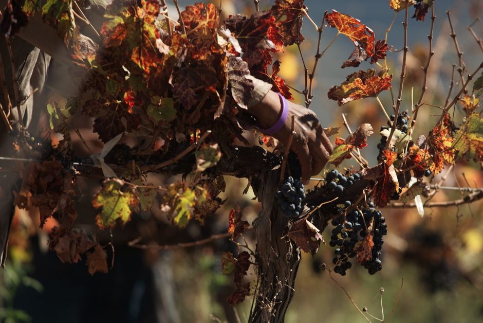 how to clone grape vines using hardwood cuttings
