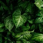 how to diagnose and fix syngonium leaf problems