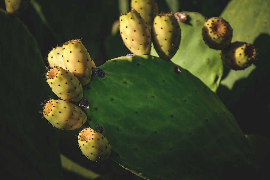 how to eat prickly cactus pear
