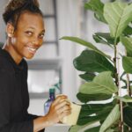 how to encourage a new bud on your fiddle leaf fig