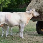 how to feed a calf that wont drink milk