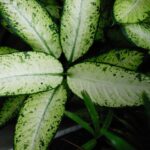 how to fix a leggy dieffenbachia and prevent it