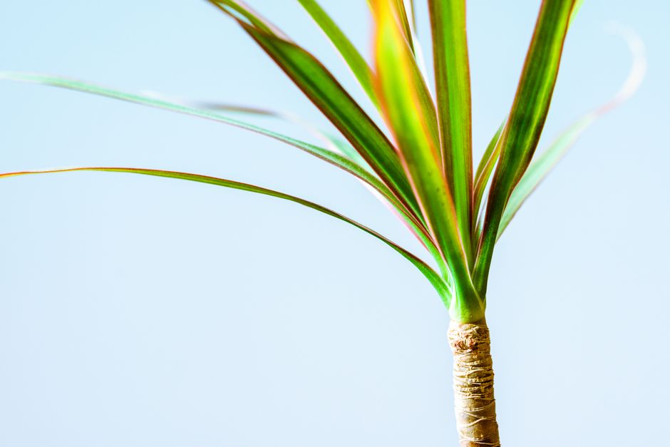 how to fix a leggy dracaena and encourage fuller growth