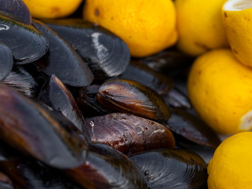 how to freeze mussels raw cooked and in the shell