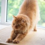 how to get a wetter kitty naturally and safely