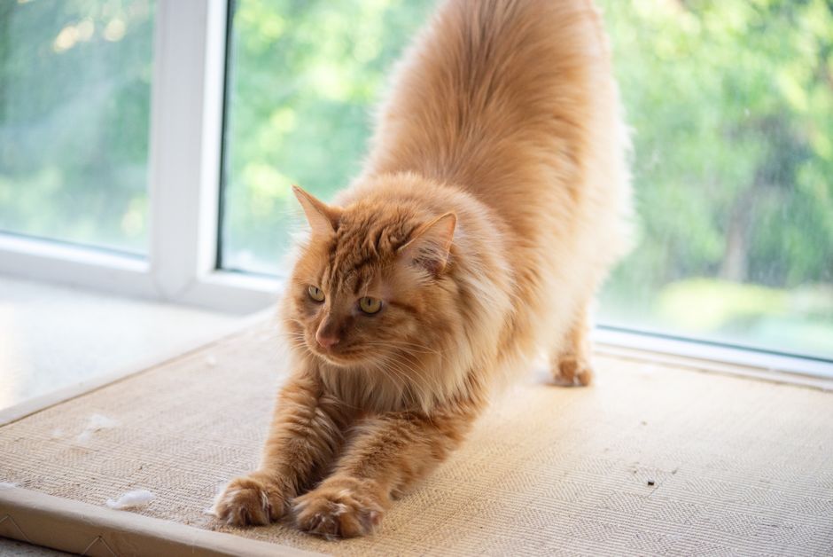 how to get a wetter kitty naturally and safely
