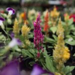 how to grow and care for celosia dragons breath indoors