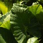 how to grow and care for colocasia pharaohs mask