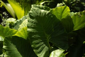 how to grow and care for colocasia pharaohs mask