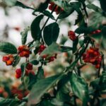 how to grow and care for euonymus paloma blanca