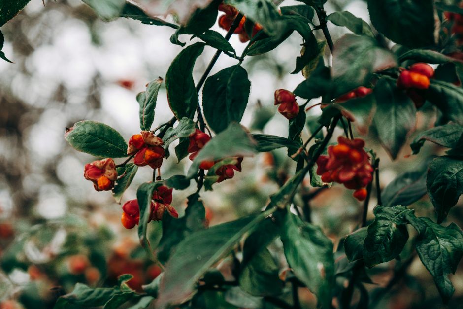 how to grow and care for euonymus paloma blanca
