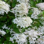 how to grow and care for hydrangea penny mac
