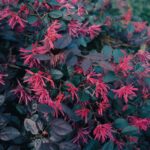 how to grow and care for loropetalum cherry blast