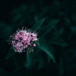 how to grow and care for meadowsweet