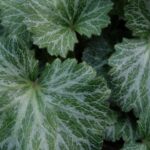 how to grow and care for saxifraga alpino early picotee