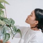 how to grow and care for scindapsus sp