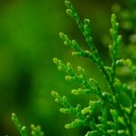 how to grow and identify platycladus orientalis