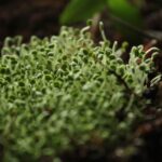 how to grow broccoli sprouts