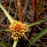 how to grow pennsylvania sedge from seed