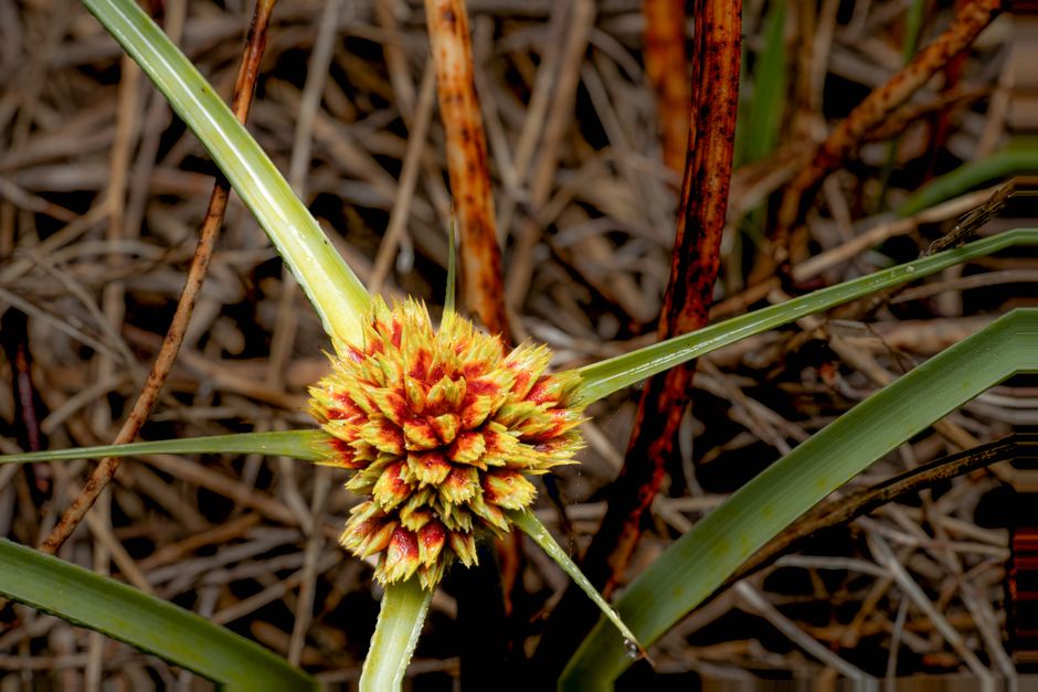 how to grow pennsylvania sedge from seed