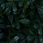 how to grow pittosporum silver sheen in pots