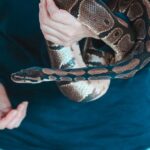 how to handle a ball python without stressing it