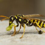 how to identify a yellow jacket queen