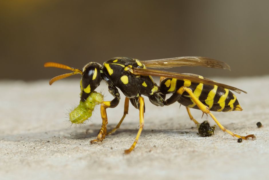 how to identify a yellow jacket queen