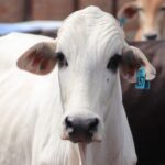 how to identify and control bull paspalum
