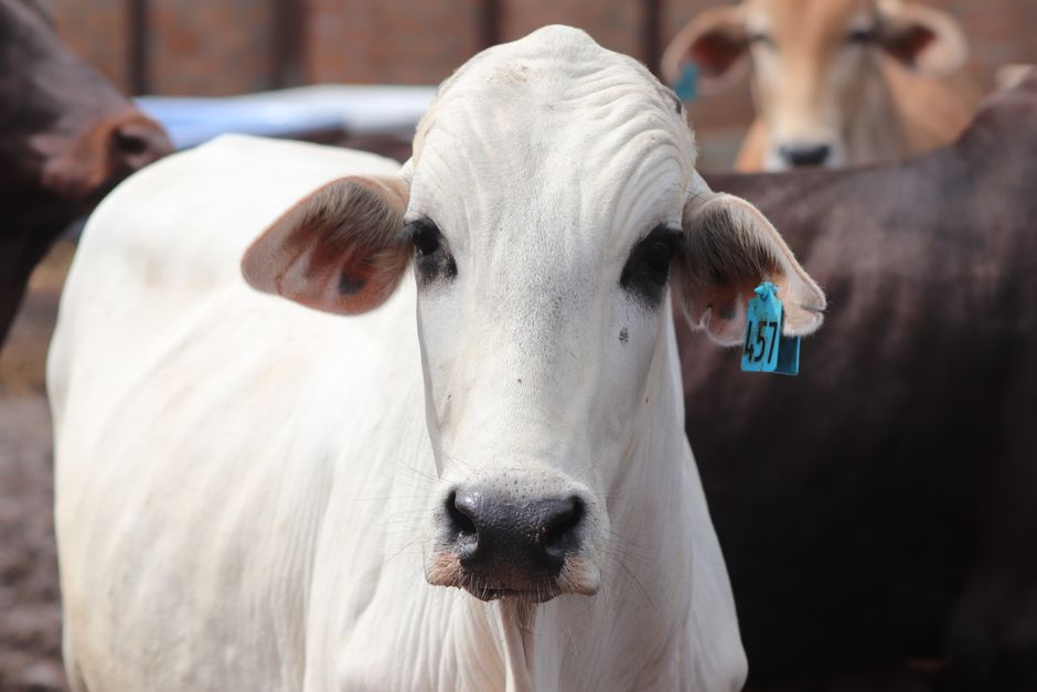 how to identify and control bull paspalum