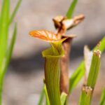 how to identify and grow a nepenthes suki