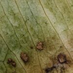 how to identify and manage sclerotinia stem rot
