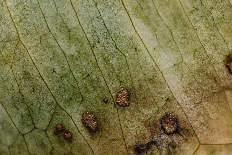 how to identify and manage sclerotinia stem rot
