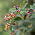how to identify wild berries and stay safe