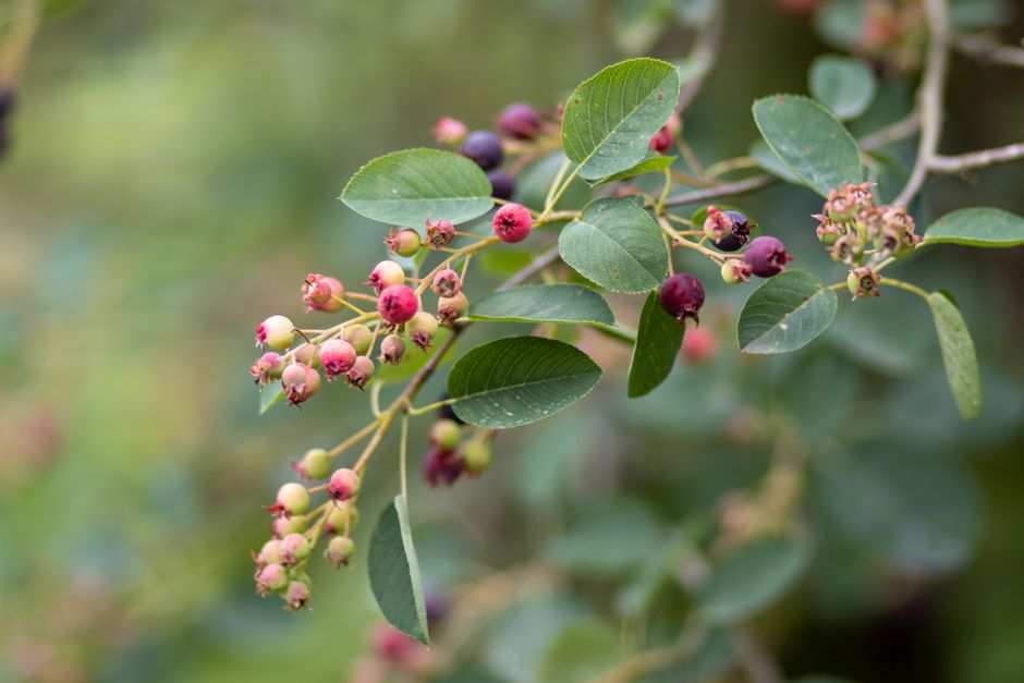 how to identify wild berries and stay safe