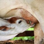 how to introduce dairy to baby yogurt and cheese first
