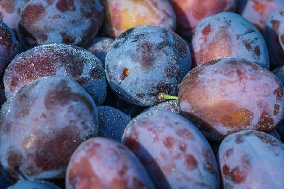 how to juice plums
