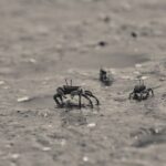 how to keep fiddler crabs alive long term