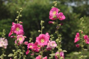 How To Keep Hollyhocks From Falling Over? Key Facts 8 how to keep hollyhocks from falling over