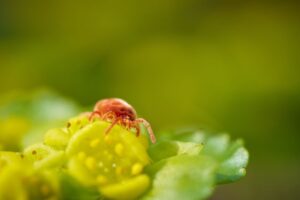 how to kill dust mites on your couch for good