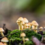 how to kill mushroom spores what actually works