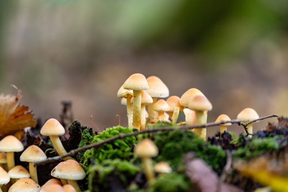 how to kill mushroom spores what actually works