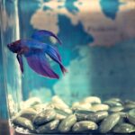 how to make betta water safe and healthy