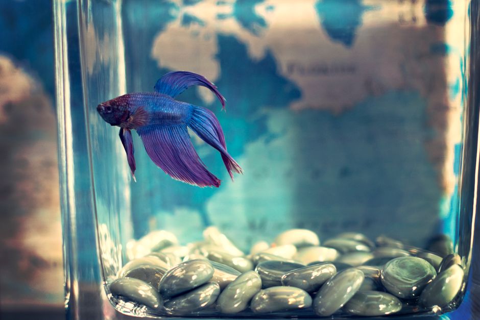 how to make betta water safe and healthy
