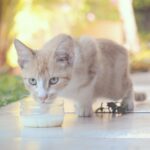 how to make milk replacer for kittens at home