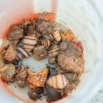 how to measure hermit crab shells for a perfect fit