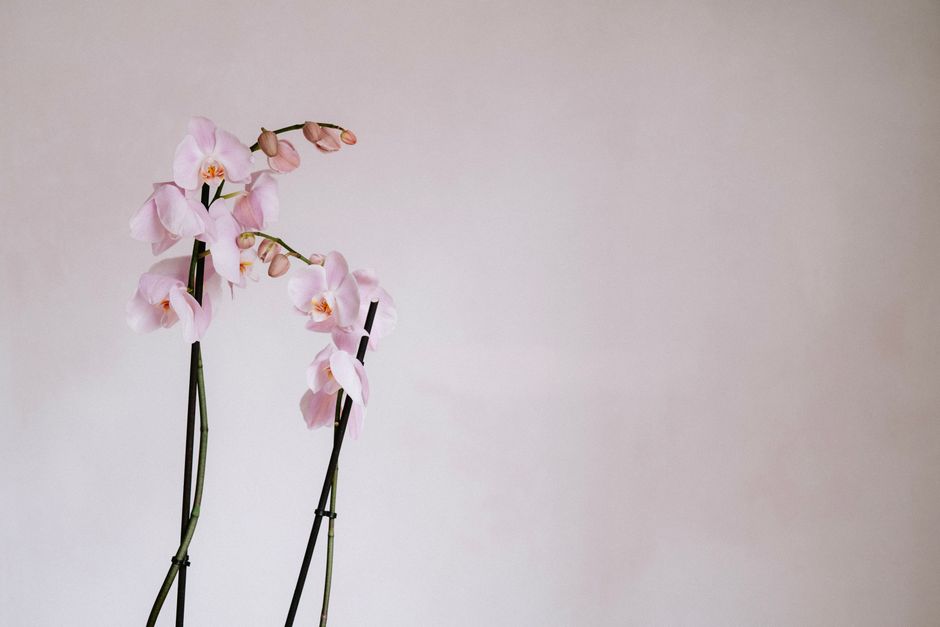 how to press orchids without losing color or shape