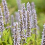 how to propagate agastache 3 proven methods