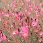 how to propagate gaura cuttings seeds and division